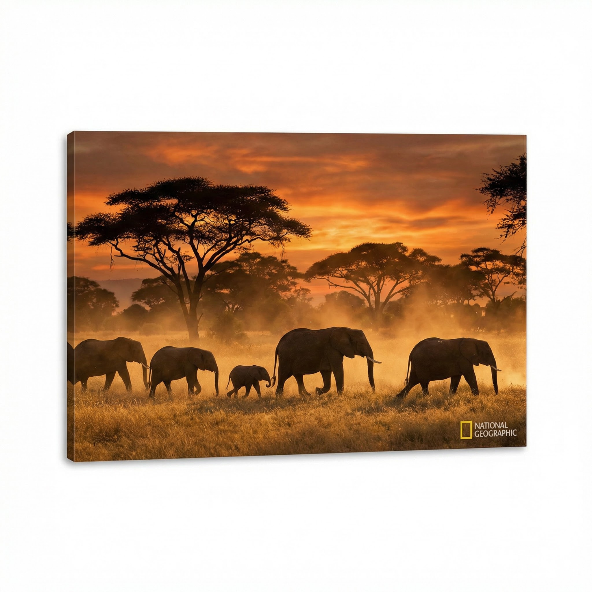 老司机非洲野生动物视频